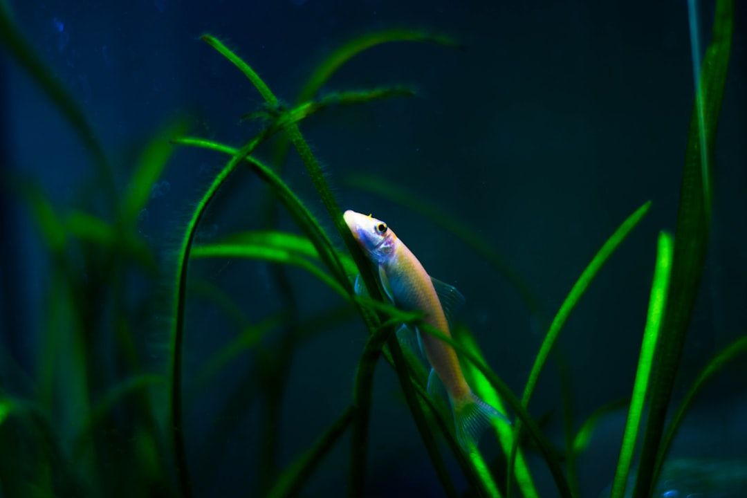 En ljusgul fisk simmar bland höga, gröna vattenväxter i ett mörkt akvarium.