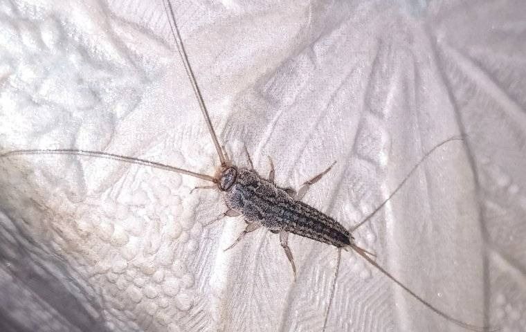 Närbild på en silverfisk med sina långa spröt, krypande på en ljus, texturerad yta.